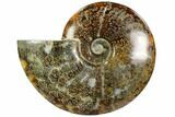Polished, Agatized Ammonite (Cleoniceras) - Madagascar #102612-1
